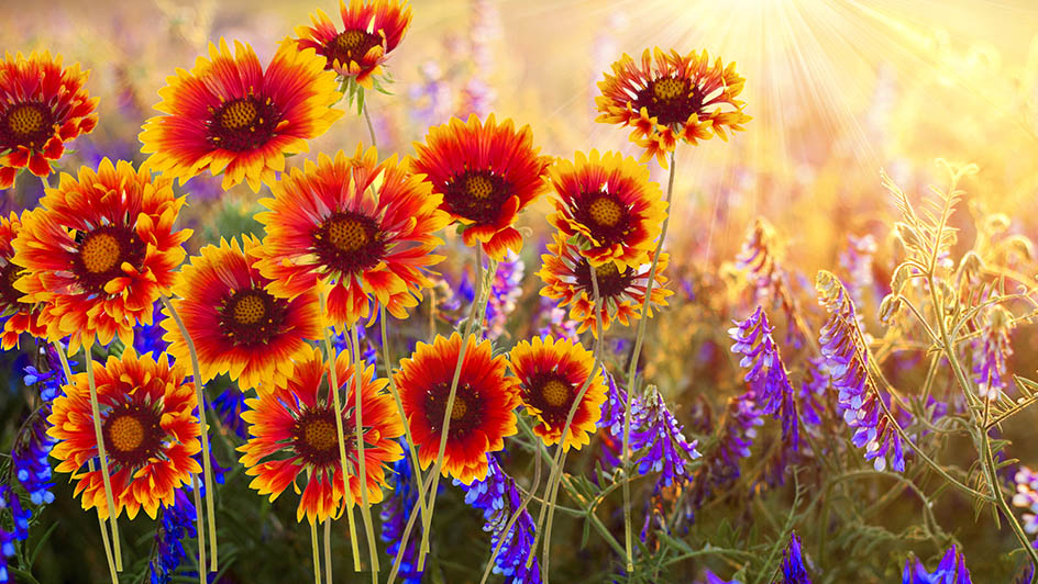 Ilustración de vibrantes flores naranjas, amarillas y moradas a la luz del sol